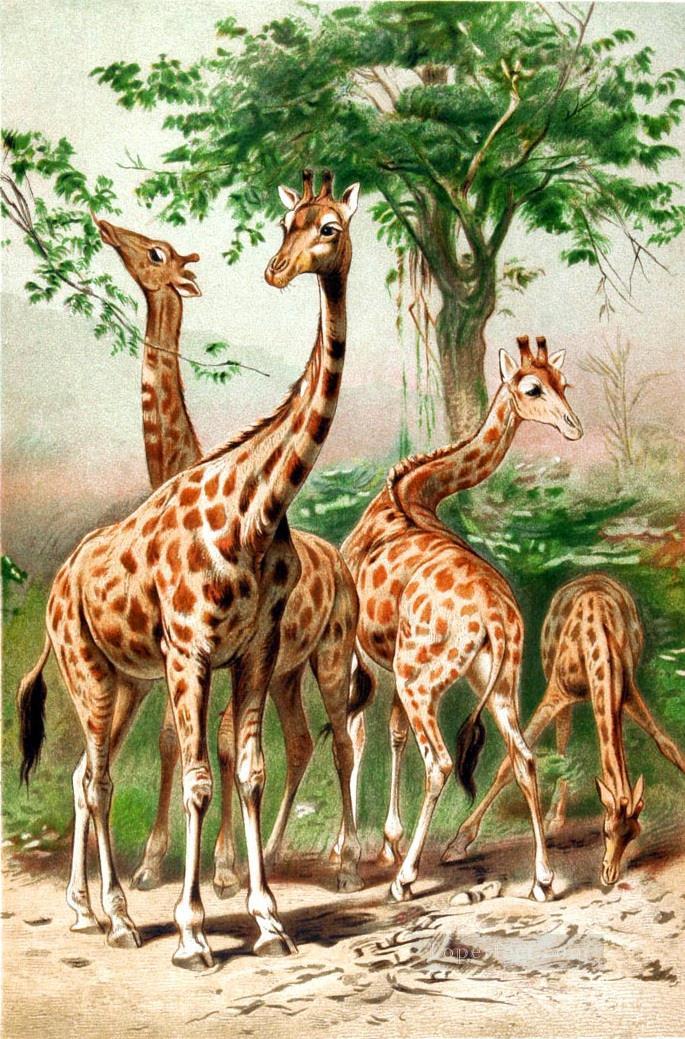Girafe animale Peintures à l'huile